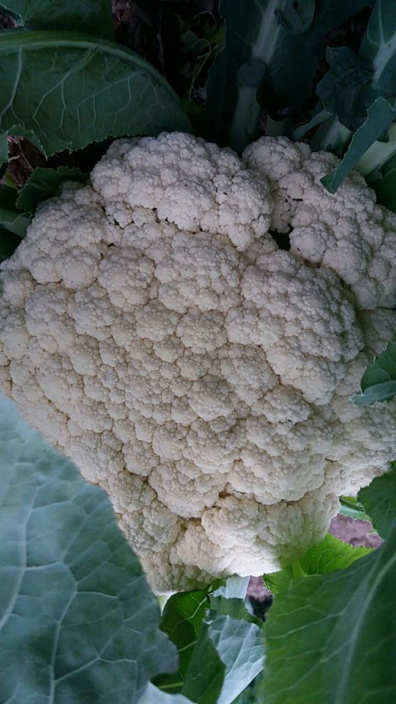 白花菜散装