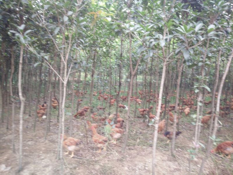 走地鸡散养土鸡6~7斤
