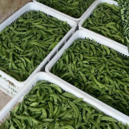 荷兰豆云南昆明_批发_供应-一亩田农业网_专业