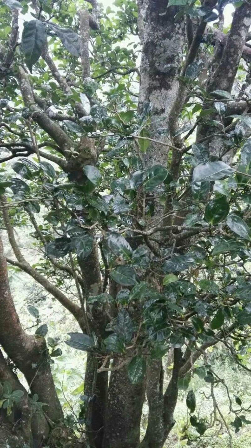 古树茶二级