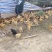 土鸡苗1斤以上