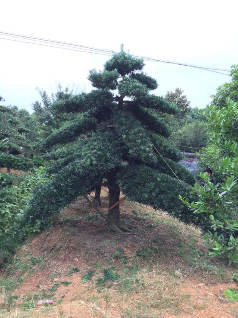 罗汉松