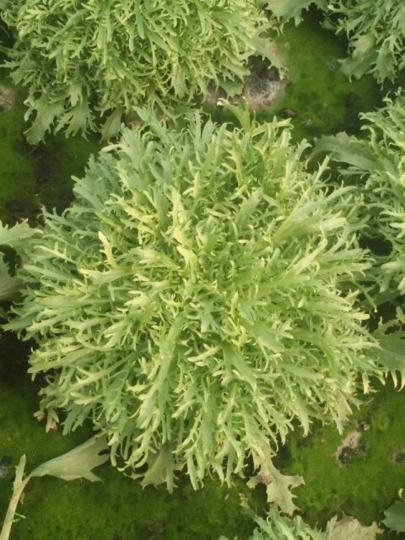 苦菊