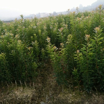杨梅树30~50cm