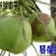 椰青5~6斤