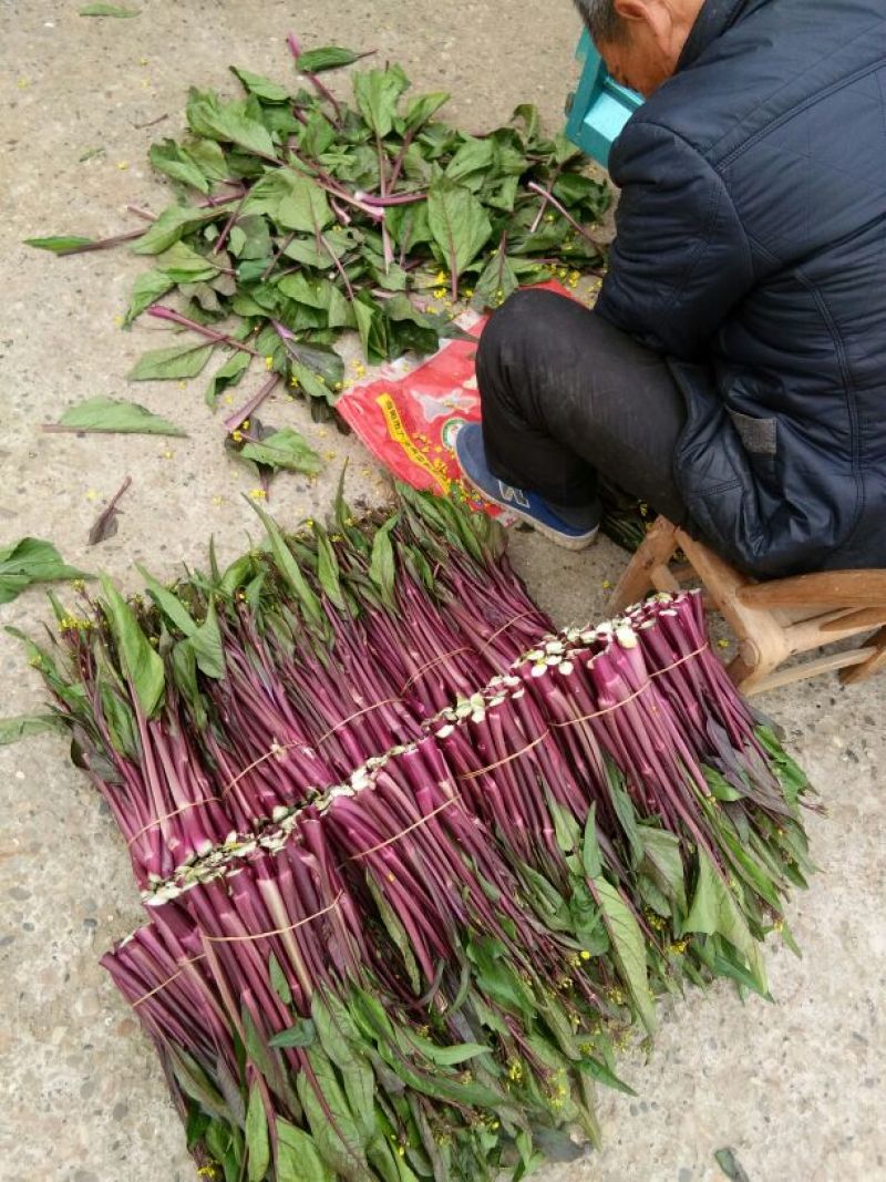 红菜苔20~30厘米