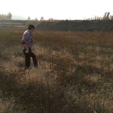 花椒苗大红袍花椒苗山东哪里有花椒苗花椒苗基地花椒苗批发