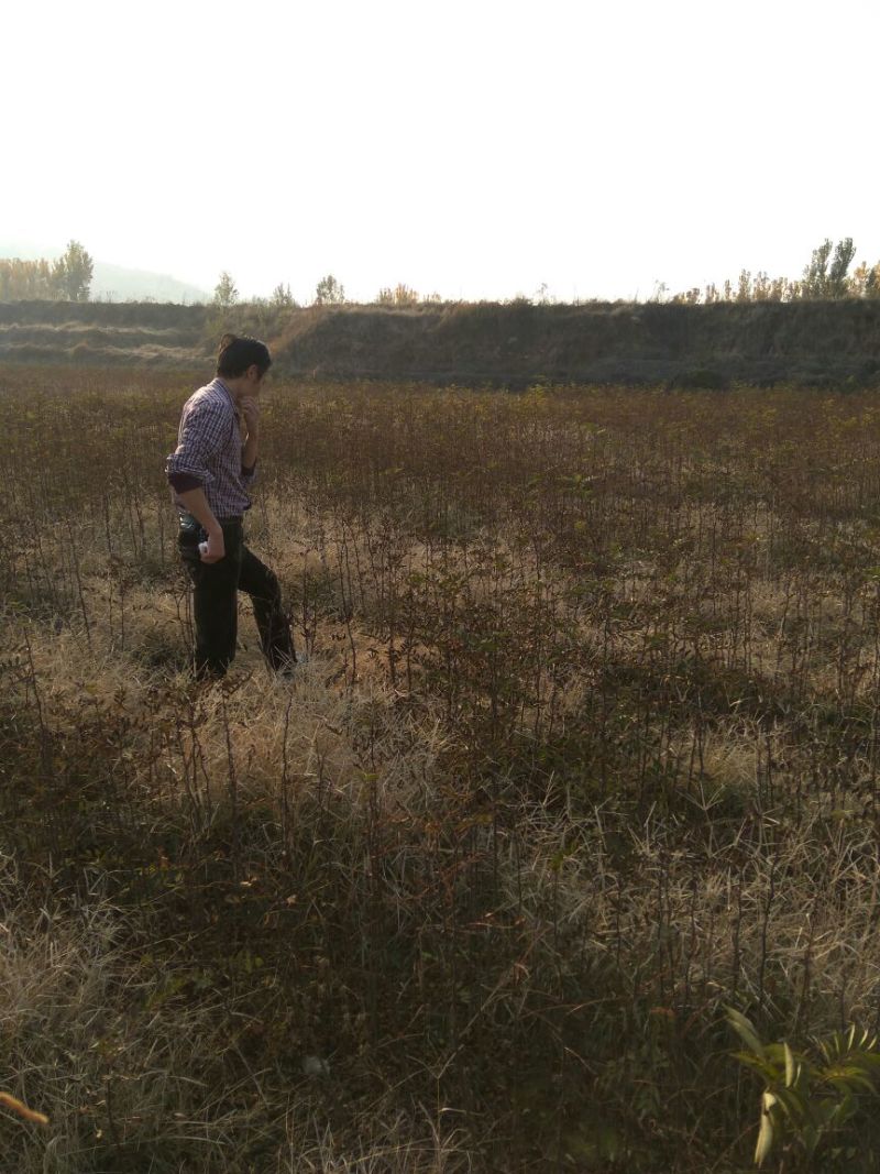 花椒苗大红袍花椒苗山东哪里有花椒苗花椒苗基地花椒苗批发