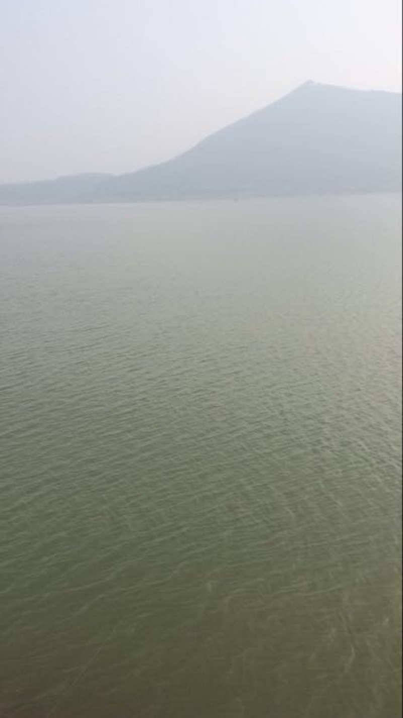 鲢鱼