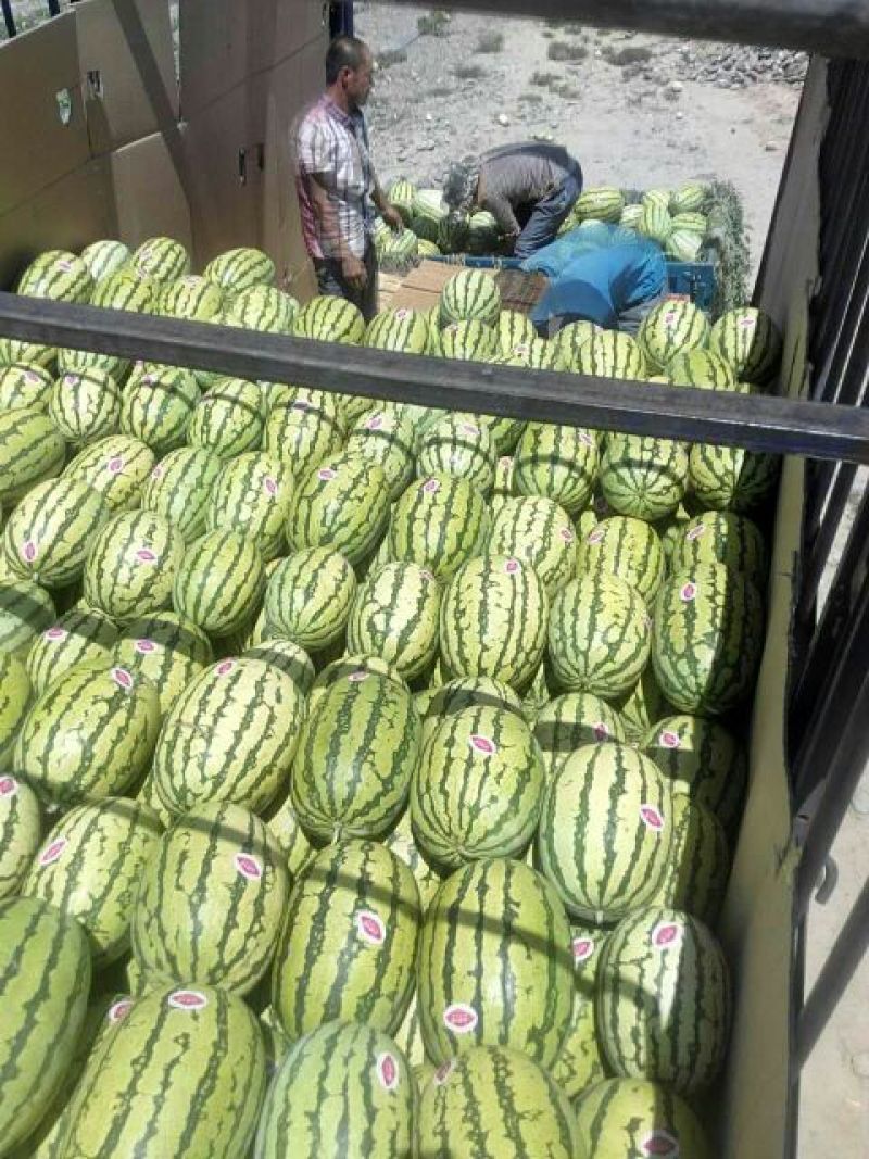【品质保障】宁夏硒砂瓜产地直供对接全国批发电商商超