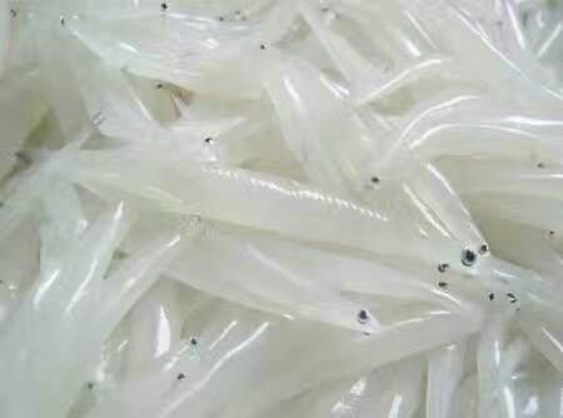 毛花鱼干
