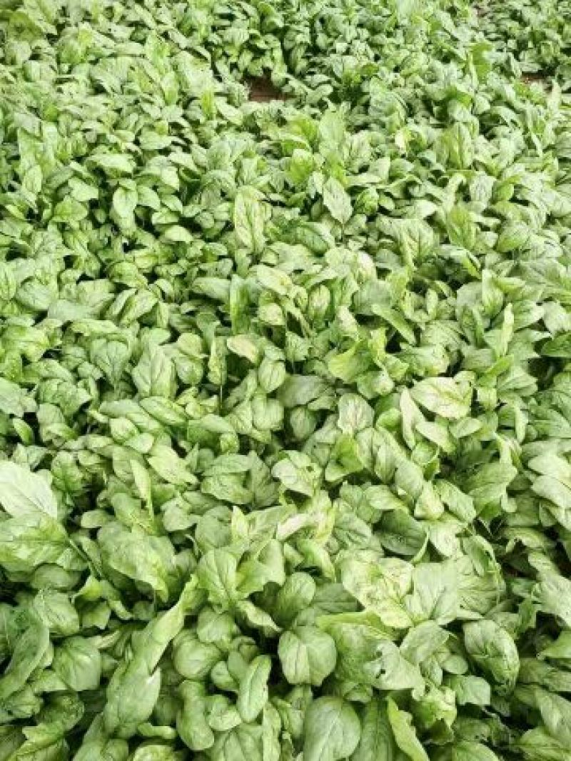 秋菠菜25~30厘米