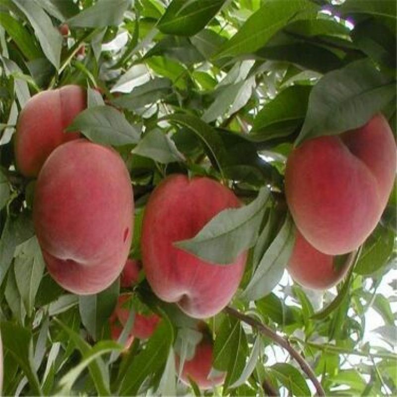 沂蒙霜红桃树苗80cm以上