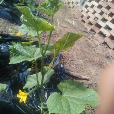刺黄瓜干花带刺22~25公分