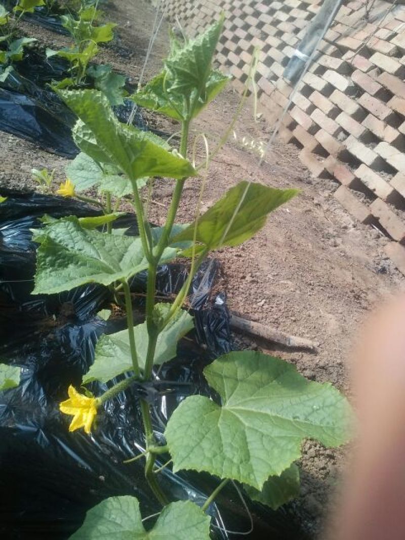 刺黄瓜干花带刺22~25公分