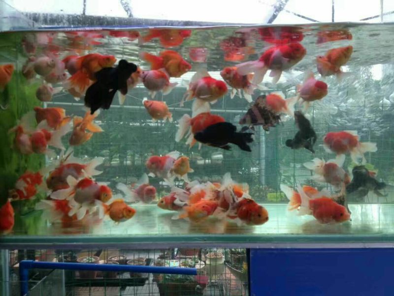 锦鲤饲料0.5~1公斤