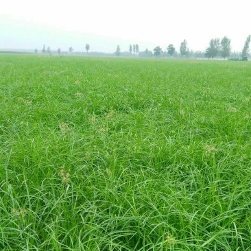 地下作物虎坚果（油沙豆）