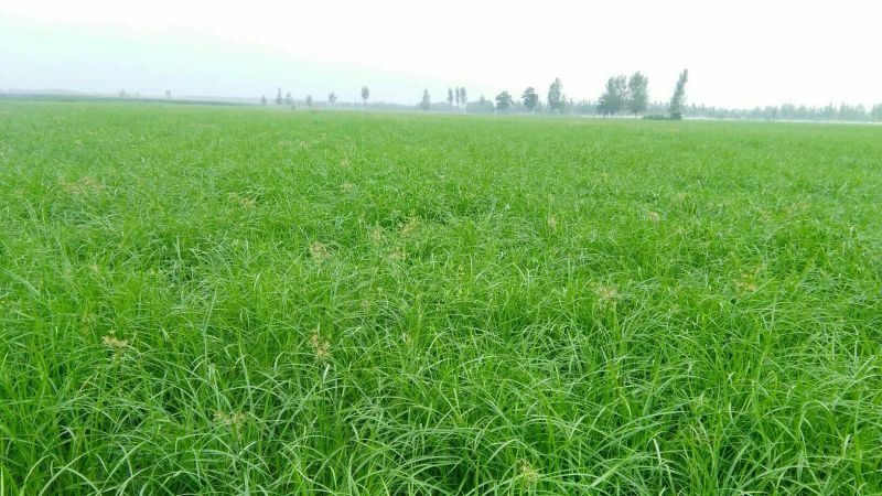 地下作物虎坚果（油沙豆）