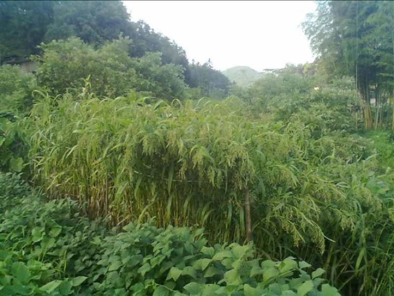薏苡仁