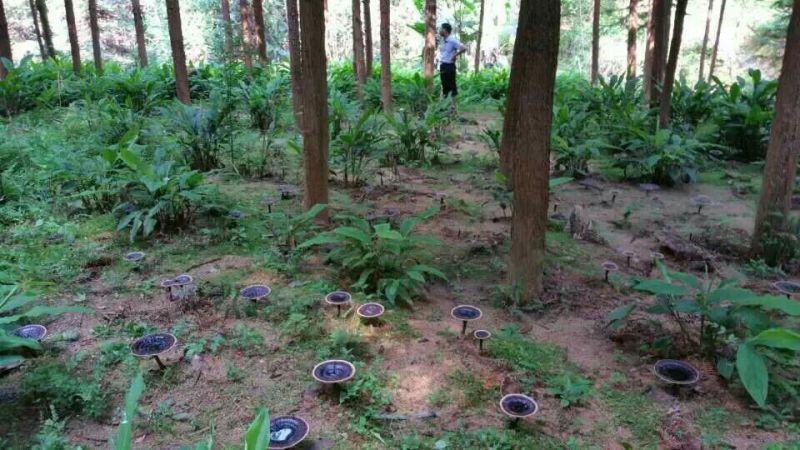 灵芝12~15公分