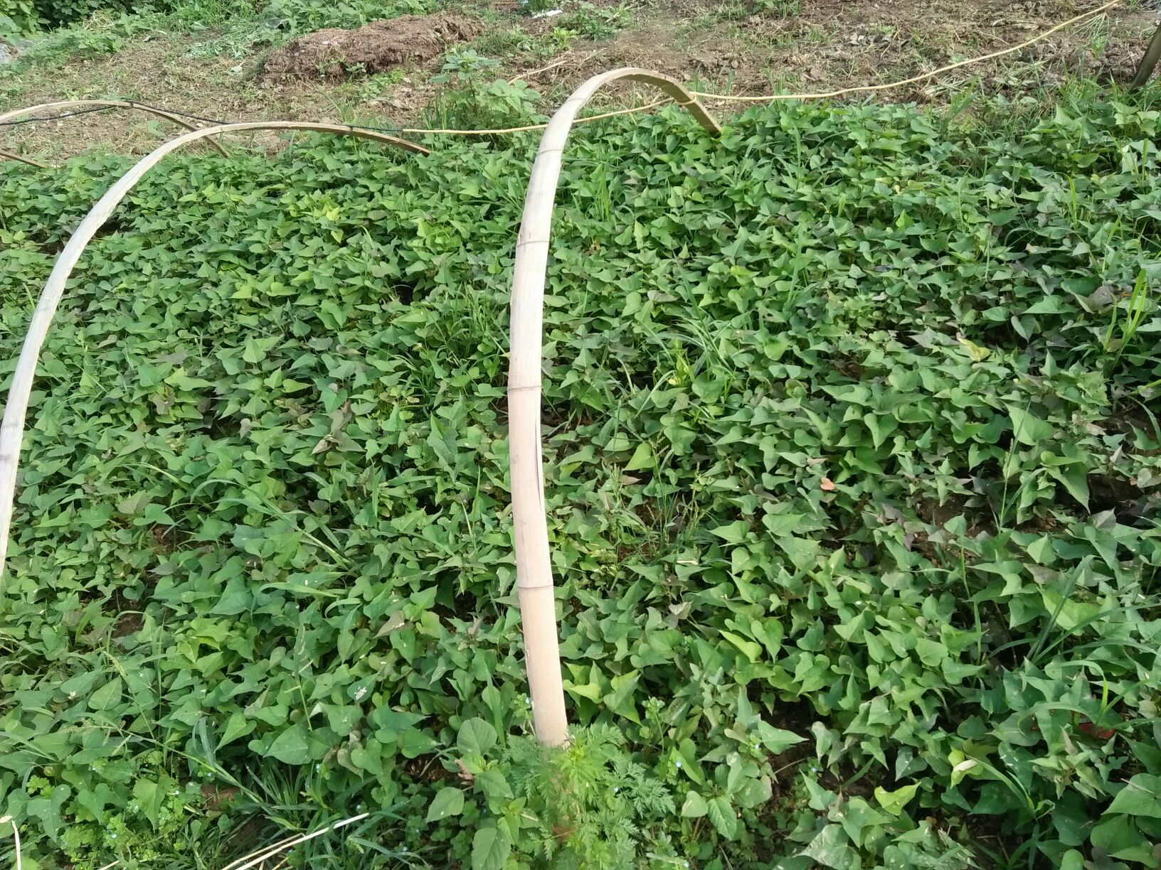 安徽宿州市泗县商薯19红薯苗 15~25cm批发_