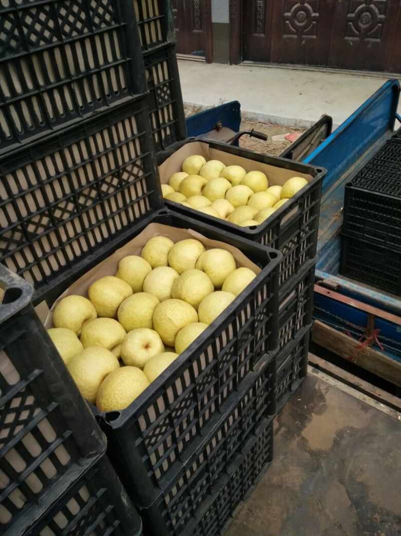 砀山梨200~250g筐装