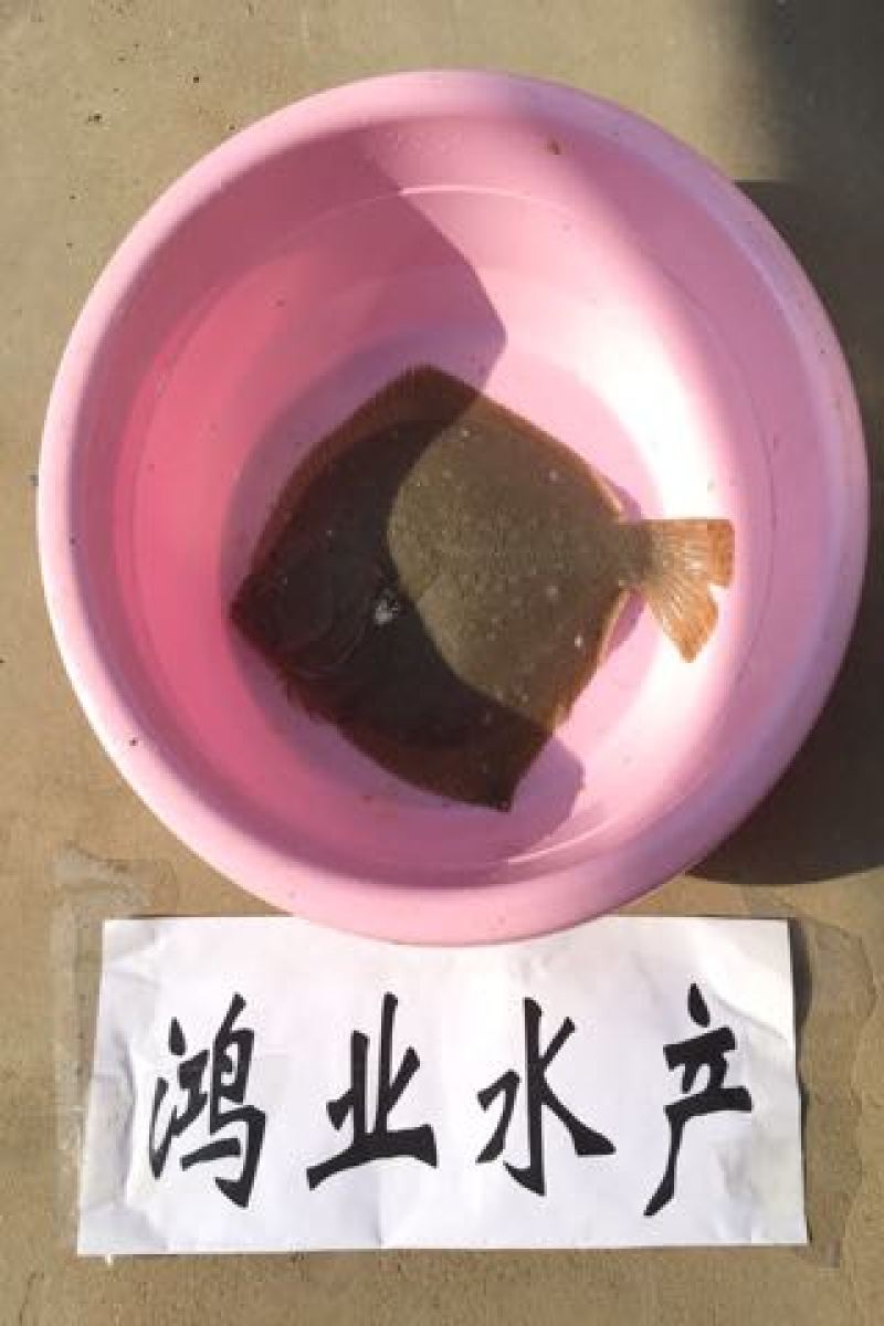 多宝鱼
