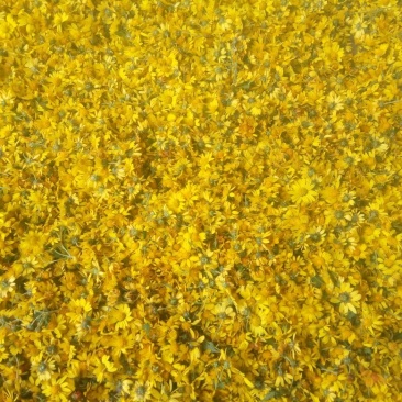 野菊花