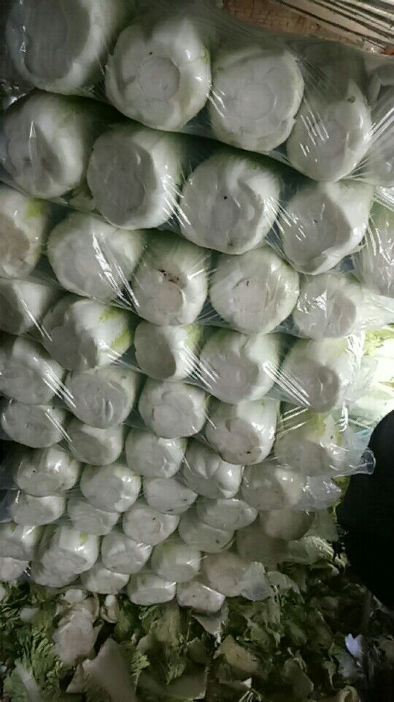 北京三号白菜4~6斤