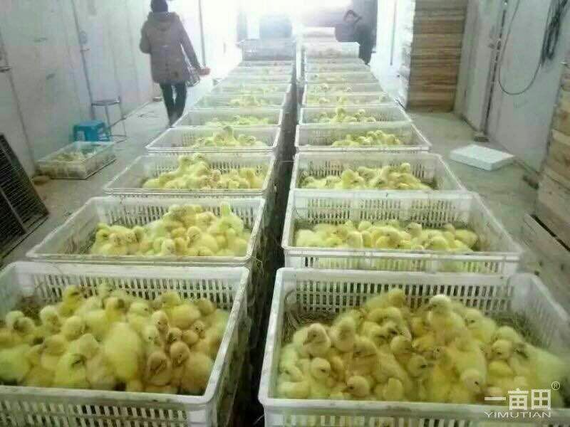 皖西白鹅鹅苗250g