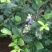 蓝莓10~12mm以上