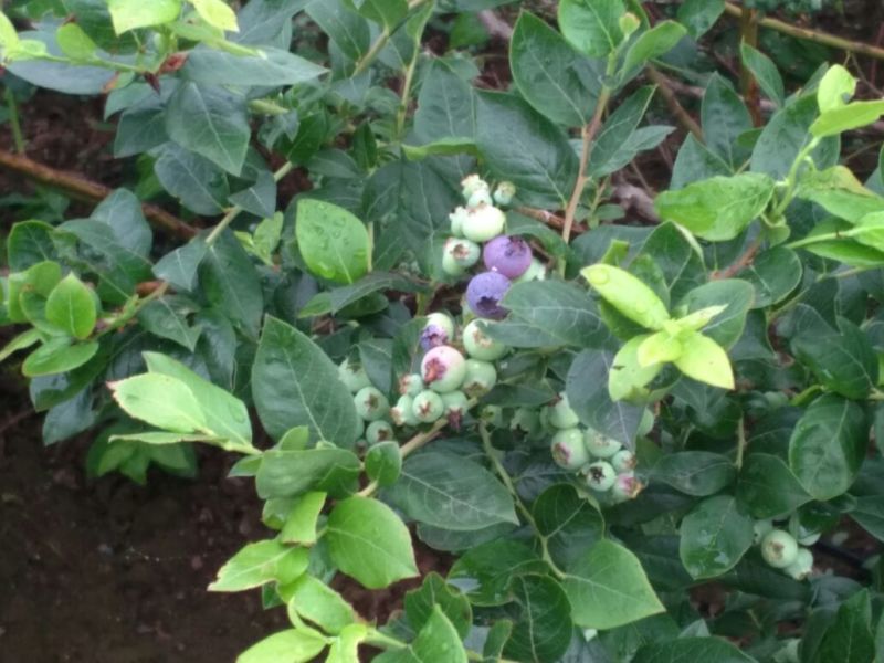 蓝莓10~12mm以上