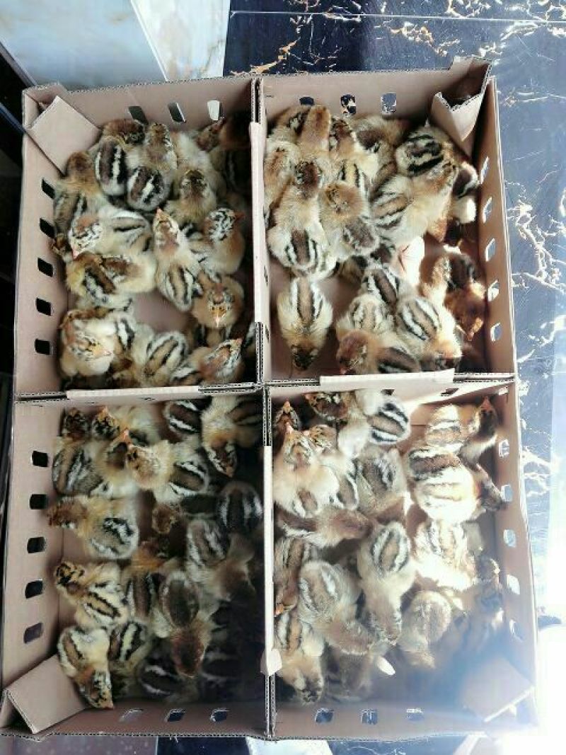鸡苗500克以下出壳苗