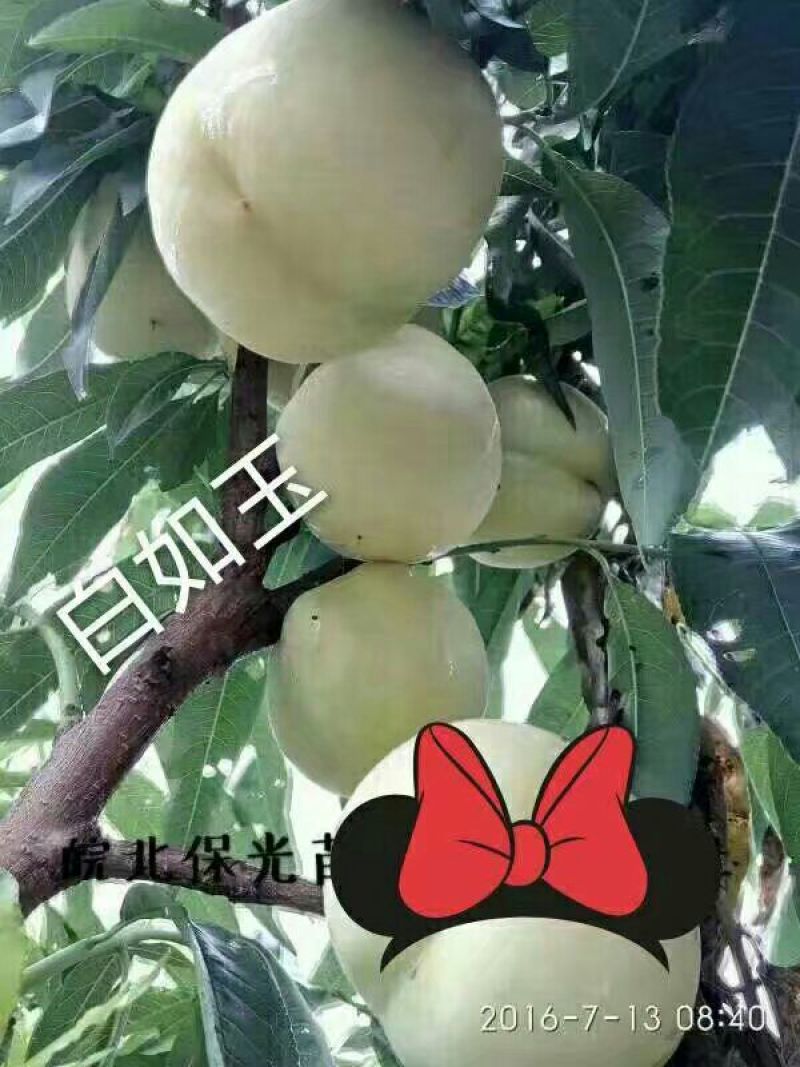 桃树苗80cm以上