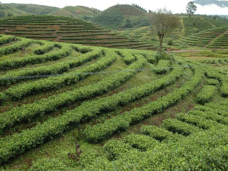 本山茶一级