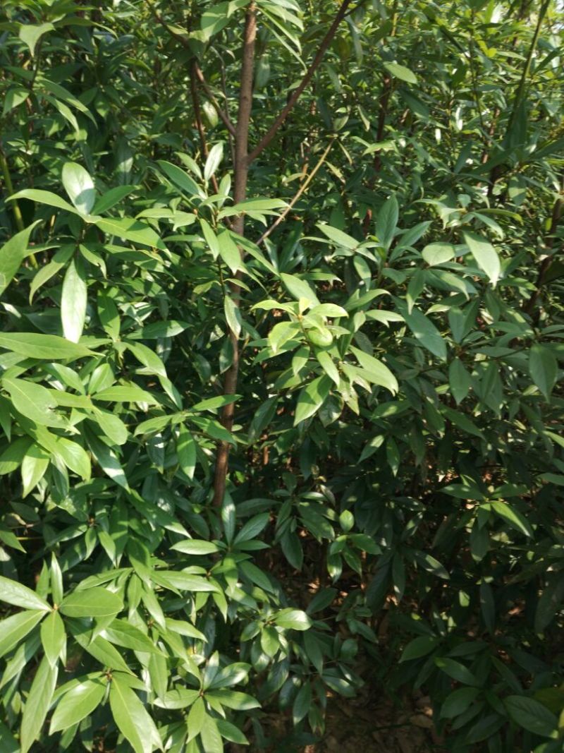 金丝楠木小苗，小叶桢楠价格，8-15cm移栽金丝楠木树价