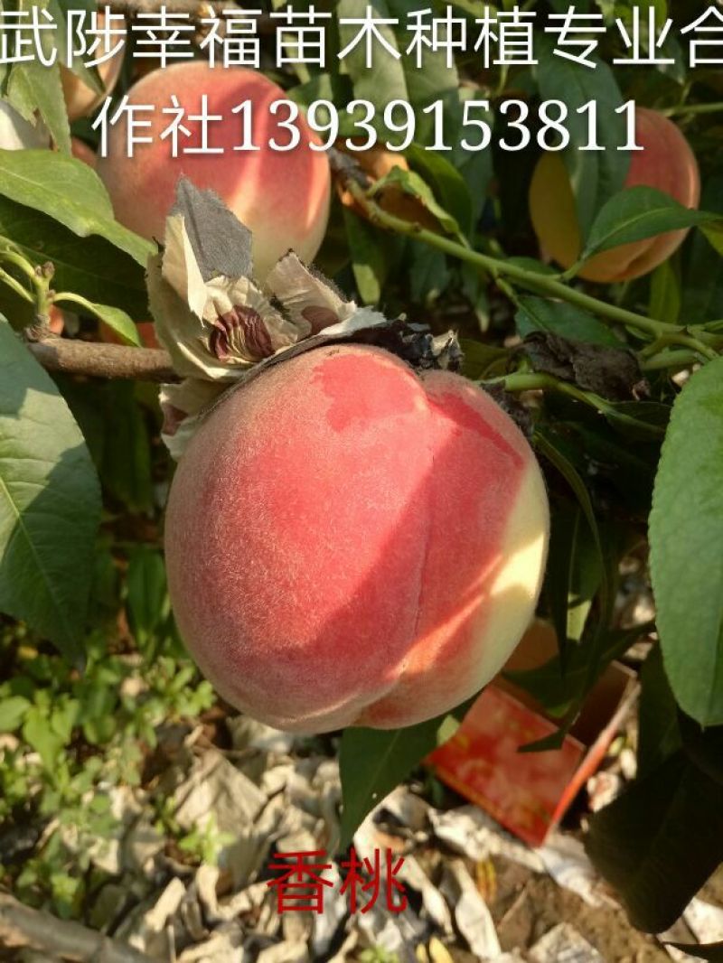 红不软桃树苗80cm以上