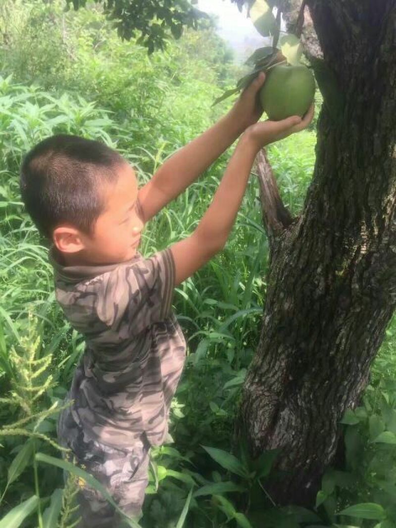 苹果梨200~250g纸箱