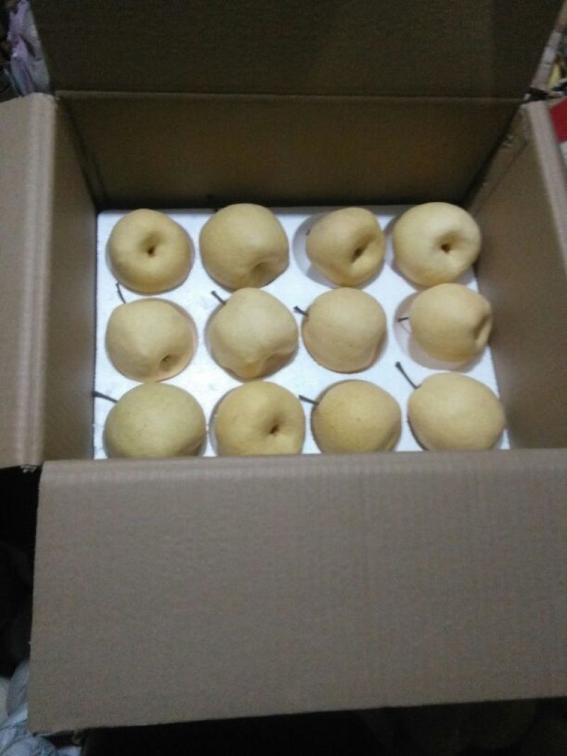 贡梨450~500g纸袋