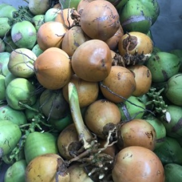 文昌正宗椰子，好喝又好拿
