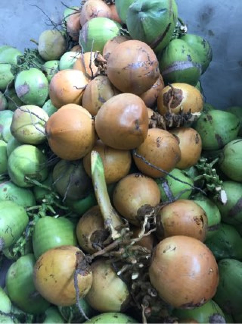 文昌正宗椰子，好喝又好拿