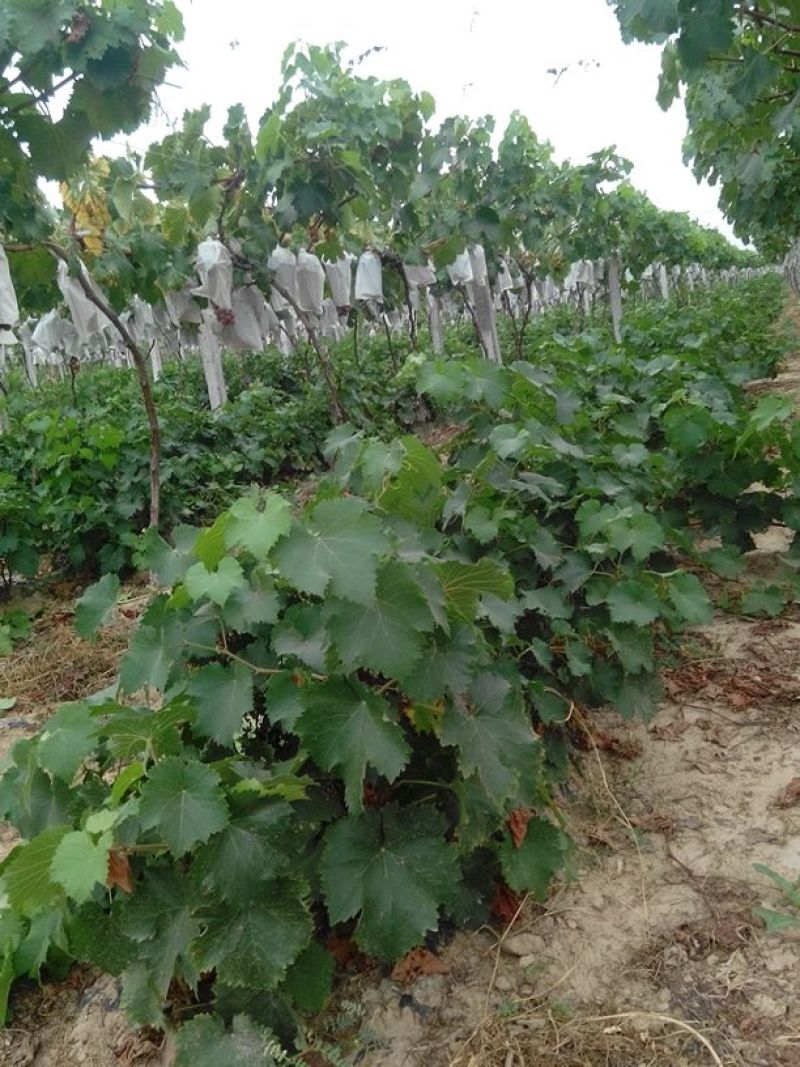 户太八号葡萄苗2年50~80cm