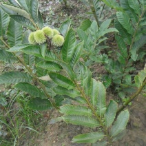 板栗树苗50~60cm