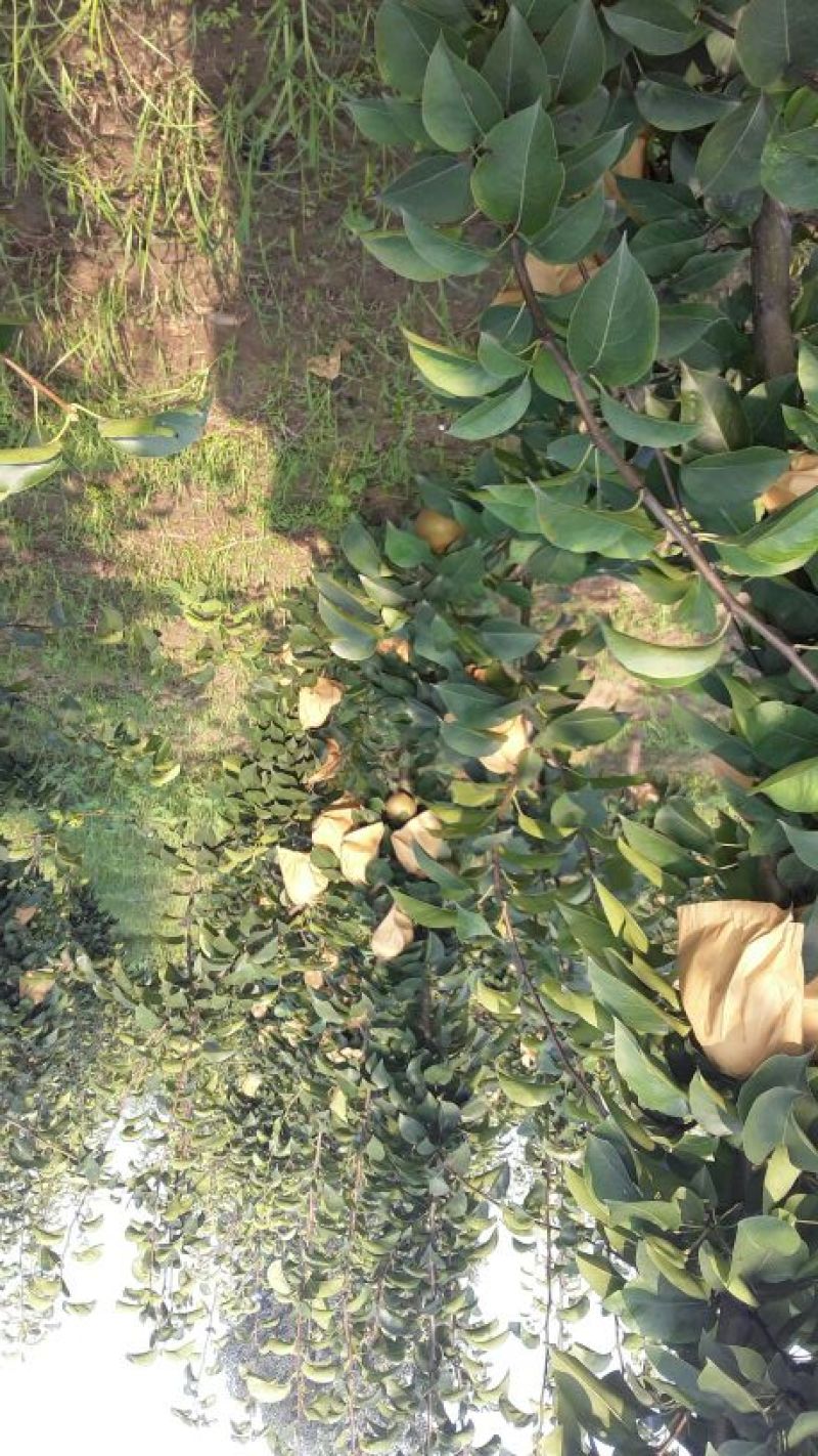 晚秋黄梨600g以上纸加膜