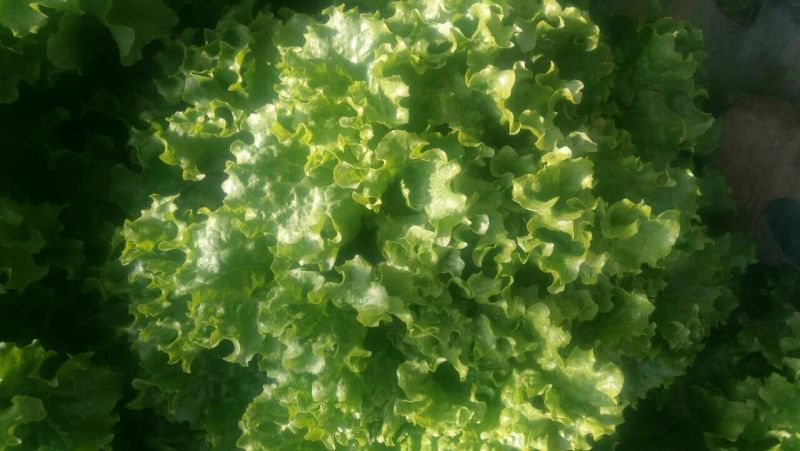 生菜王8两~9两