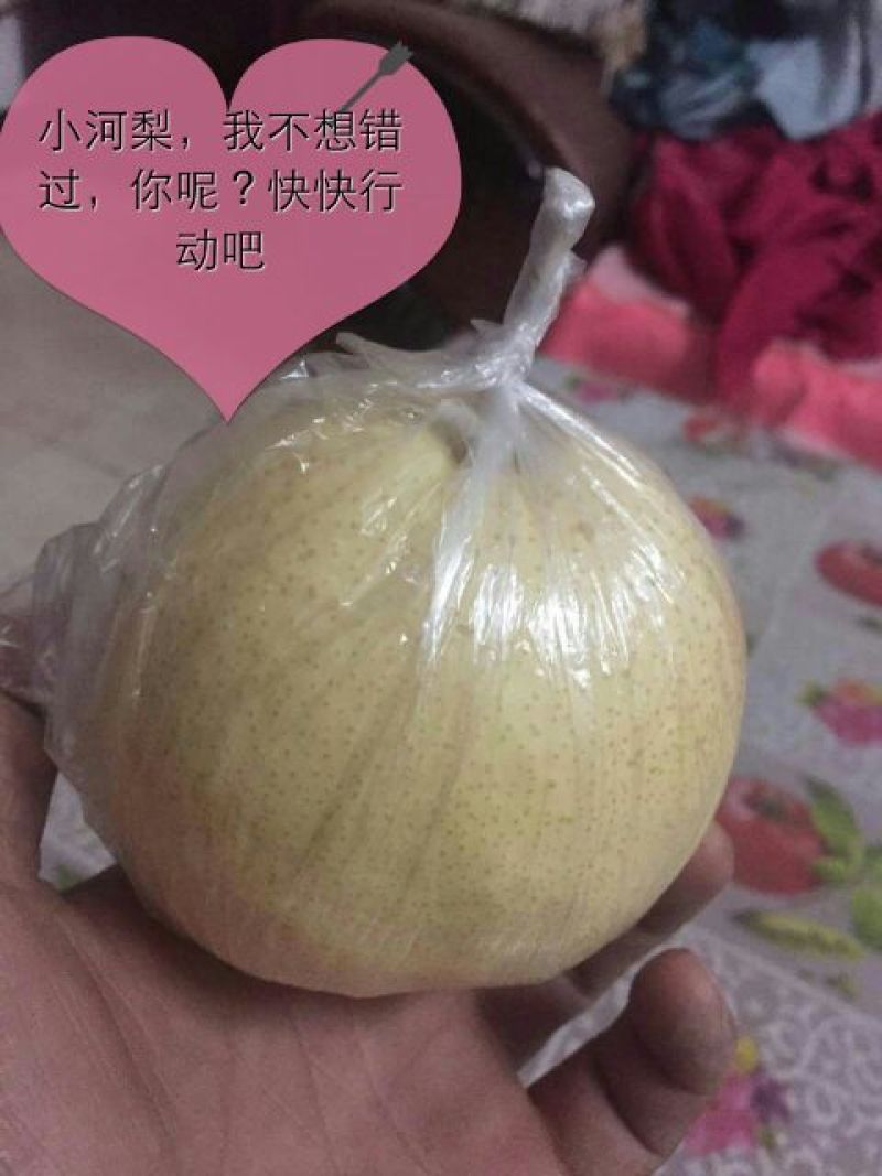 酥梨550~600g纸袋