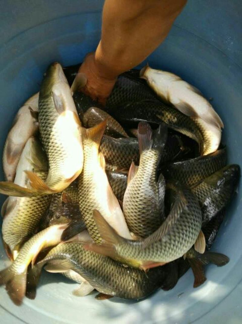 池鲤鱼食用1~2公斤