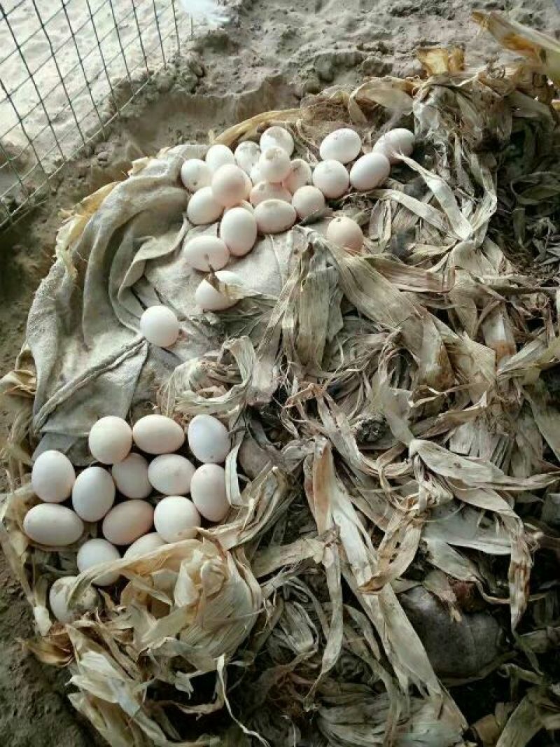 土鸡蛋食用50g以下
