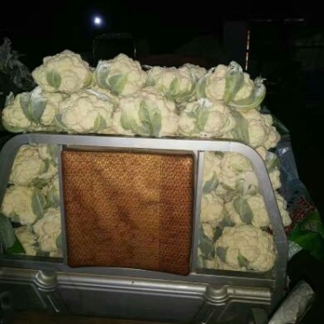 白花菜散装