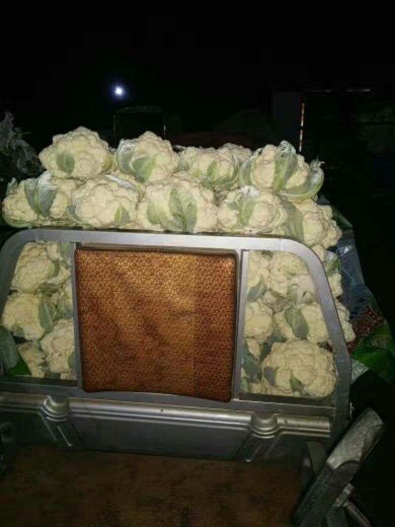 白花菜散装